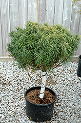 Kurly Top White Pine (tree form) (Pinus strobus 'Kurly Top (tree form)') at A Very Successful Garden Center