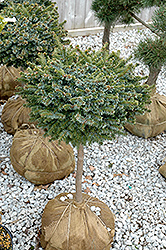 Pimoko Spruce (tree form) (Picea omorika 'Pimoko (tree form)') at A Very Successful Garden Center