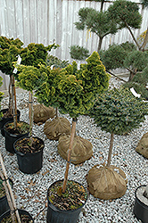 Slender Hinoki Falsecypress (tree form) (Chamaecyparis obtusa 'Gracilis (tree form)') at A Very Successful Garden Center