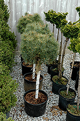 Sea Urchin White Pine (tree form) (Pinus strobus 'Sea Urchin (tree form)') at A Very Successful Garden Center