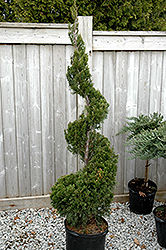 Spartan Juniper (spiral) (Juniperus chinensis 'Spartan (spiral)') at A Very Successful Garden Center