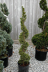 Rainbow's End Spruce (spiral) (Picea glauca 'Rainbow's End (spiral)') at Lakeshore Garden Centres