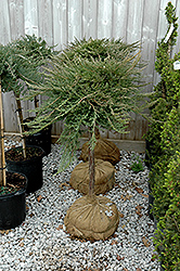 Blue Chip Juniper (tree form) (Juniperus horizontalis 'Blue Chip (tree form)') at A Very Successful Garden Center