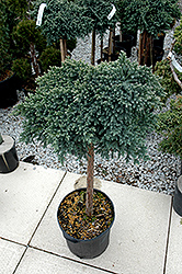 Blue Star Juniper (Juniperus squamata 'Blue Star (tree form)') at A Very Successful Garden Center