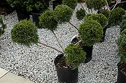 San Jose Juniper (pom pom) (Juniperus chinensis 'San Jose (pom pom)') at A Very Successful Garden Center