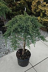 Dwarf Japanese garden Juniper (tree form) (Juniperus procumbens 'Nana (tree form)') at A Very Successful Garden Center