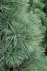 Domingo Limber Pine (Pinus flexilis 'Domingo') at Stonegate Gardens
