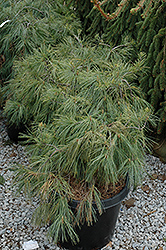 Boyko Pendula Weeping White Pine (Pinus strobus 'Boyko Pendula') at Stonegate Gardens