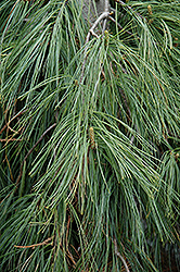 Boyko Pendula Weeping White Pine (Pinus strobus 'Boyko Pendula') at Stonegate Gardens
