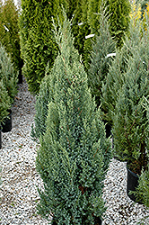 Ontario Green Chinese Juniper (Juniperus chinensis 'Ontario Green') at A Very Successful Garden Center
