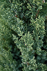 Ontario Green Chinese Juniper (Juniperus chinensis 'Ontario Green') at A Very Successful Garden Center
