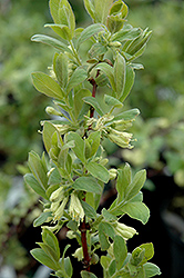 Borealis Honeyberry (Lonicera caerulea 'Borealis') at The Mustard Seed