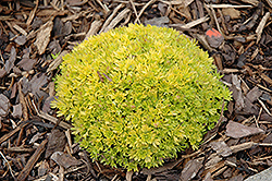 Cloth Of Gold Saxifrage (Saxifraga 'Cloth Of Gold') at A Very Successful Garden Center