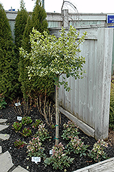 Canadale Gold Wintercreeper (tree form) (Euonymus fortunei 'Canadale Gold (tree form)') at A Very Successful Garden Center