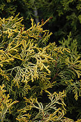 Kamaeni Hiba Hinoki Falsecypress (Chamaecyparis obtusa 'Kamaeni Hiba') at Lakeshore Garden Centres