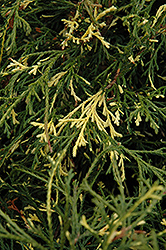 Variegated Threadleaf Falsecypress (Chamaecyparis pisifera 'Filifera Variegata') at Lakeshore Garden Centres