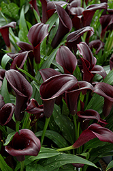 Black Star Calla Lily (Zantedeschia 'Black Star') at A Very Successful Garden Center