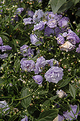 Blue Wonder Creeping Bellflower (Campanula cochleariifolia 'Blue Wonder') at Lakeshore Garden Centres