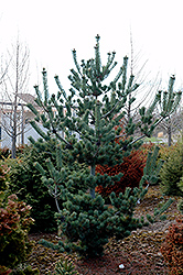 Cleary Japanese White Pine (Pinus parviflora 'Cleary') at A Very Successful Garden Center
