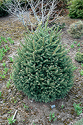 Arnold Dwarf Norway Spruce (Picea abies 'Arnold Dwarf') at A Very Successful Garden Center