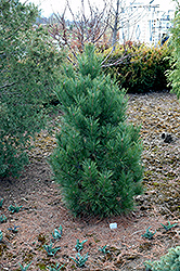 Looney Swiss Stone Pine (Pinus cembra 'Looney') at Lakeshore Garden Centres