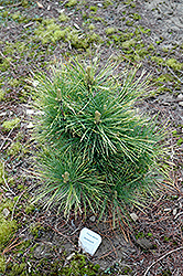 Wintergold Macedonian Pine (Pinus peuce 'Wintergold') at Lakeshore Garden Centres