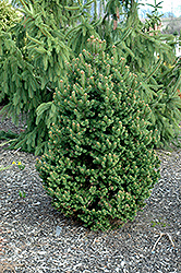 Emsland Norway Spruce (Picea abies 'Emsland') at Lakeshore Garden Centres