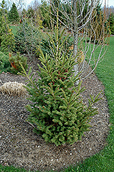 Mac's Golden White Spruce (Picea glauca 'Mac's Golden') at A Very Successful Garden Center