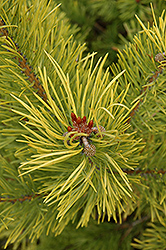 Wolting's Gold Scotch Pine (Pinus sylvestris 'Wolting's Gold') at A Very Successful Garden Center