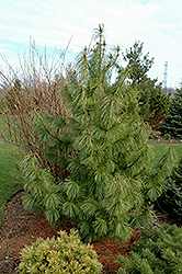 Jack Corbit Korean Pine (Pinus koraiensis 'Jack Corbit') at Stonegate Gardens