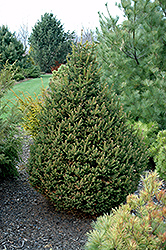 Pyramidal Norway Spruce (Picea abies 'Pyramidata') at A Very Successful Garden Center