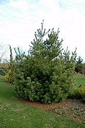Mexican White Pine (Pinus ayacahuite) at A Very Successful Garden Center