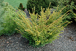 Variegated English Yew (Taxus baccata 'Variegata') at Stonegate Gardens