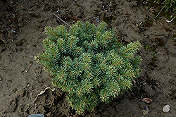 Orphan Colorado Spruce (Picea pungens 'Orphan') at A Very Successful Garden Center