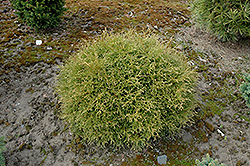 Linesville Arborvitae (Thuja occidentalis 'Linesville') at Lakeshore Garden Centres