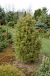 Compacta Lacebark Pine (Pinus bungeana 'Compacta') at A Very Successful Garden Center