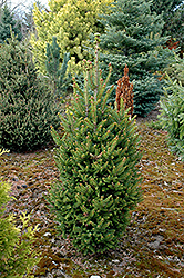 Will's Zwergform Norway Spruce (Picea abies 'Will's Zwergform') at Lakeshore Garden Centres