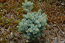 Charming Chub Colorado Spruce (Picea pungens 'Charming Chub') at Stonegate Gardens