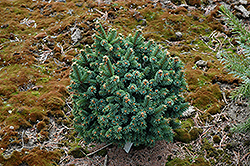 Lusk Norway Spruce (Picea abies 'Lusk') at Stonegate Gardens