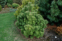 Morris Arboretum Japanese Red Pine (Pinus densiflora 'Morris Arboretum') at A Very Successful Garden Center