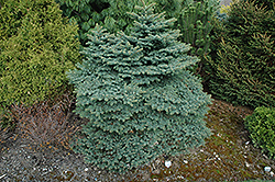 Compacta Dwarf Colorado Spruce (Picea pungens 'Compacta') at Stonegate Gardens