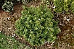Corley's Mat Mugo Pine (Pinus mugo 'Corley's Mat') at A Very Successful Garden Center
