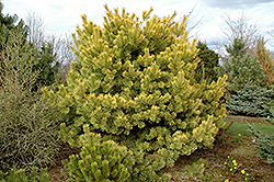 Golden Scotch Pine (Pinus sylvestris 'Aurea') at Lakeshore Garden Centres
