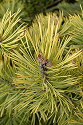 Golden Scotch Pine (Pinus sylvestris 'Aurea') at A Very Successful Garden Center