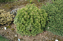 Mayfair Dwarf Mugo Pine (Pinus mugo 'Mayfair Dwarf') at Stonegate Gardens