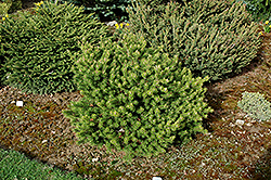 Manomet Jack Pine (Pinus banksiana 'Manomet') at A Very Successful Garden Center