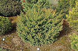 Vassar Broom Norway Spruce (Picea abies 'Vassar Broom') at A Very Successful Garden Center