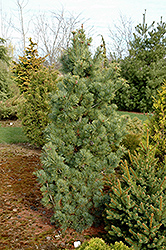 Gimborn's Pyramid Japanese White Pine (Pinus parviflora 'Gimborn's Pyramid') at A Very Successful Garden Center