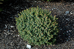 Machala Hybrid Spruce (Picea x mariorika 'Machala') at A Very Successful Garden Center