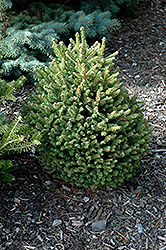 Little Joe Norway Spruce (Picea abies 'Little Joe') at A Very Successful Garden Center